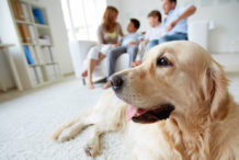 Seguro pet: tudo o que você precisa saber sobre seguro para animais de estimação