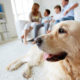 Seguro pet: tudo o que você precisa saber sobre seguro para animais de estimação